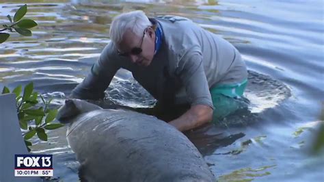 Manatee death investigation in Largo | FOX 13 Tampa Bay