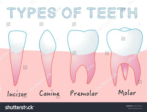 Types Teeth Four Types Human Tooth: vetor stock (livre de direitos ...