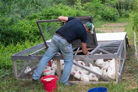 Smiling man farmer standing with bucket and feeding chickens on farm ...