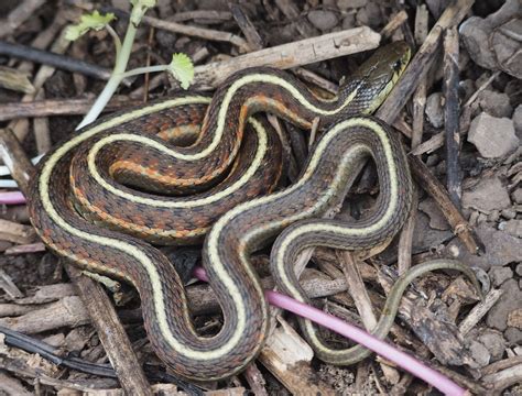 Western Terrestrial Garter Snake Butler's Gartersnake | Ohio
