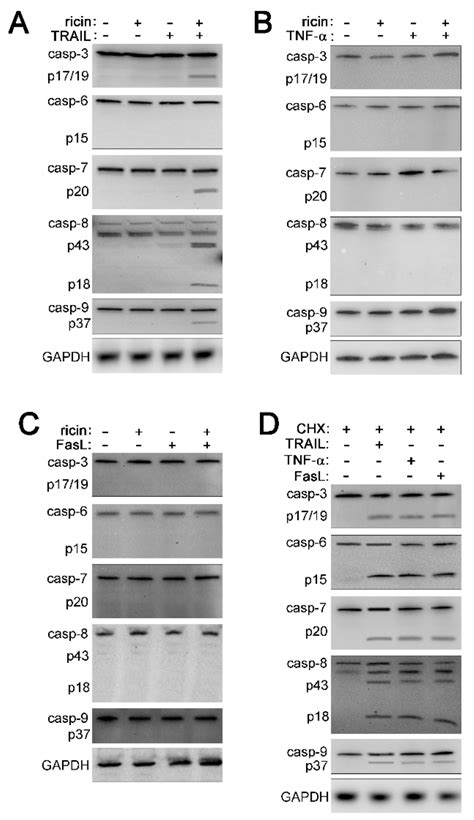 TNF Family Cytokines Induce Distinct Cell Death Modalities in the A549 ...