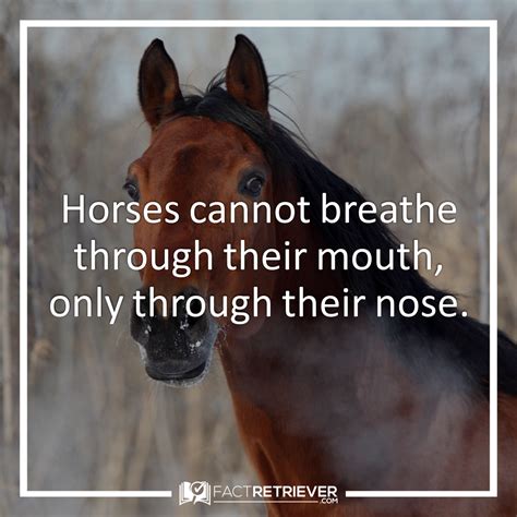 62 Interesting Facts about Horses | FactRetriever.com | Horse facts ...