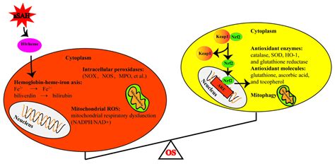 Oxidative Stress and Intracranial Hypertension after Aneurysmal ...