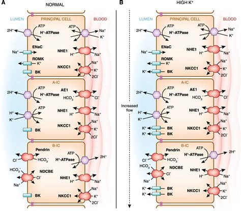 Figure 10 from Collecting duct intercalated cell function and ...