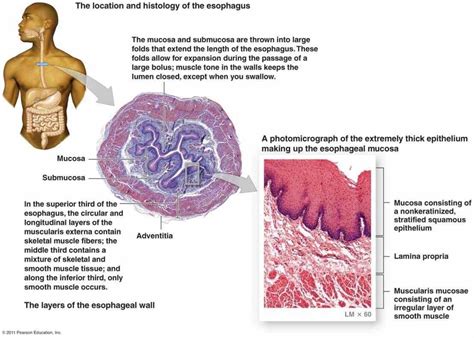 Image result for Digestive System Cells