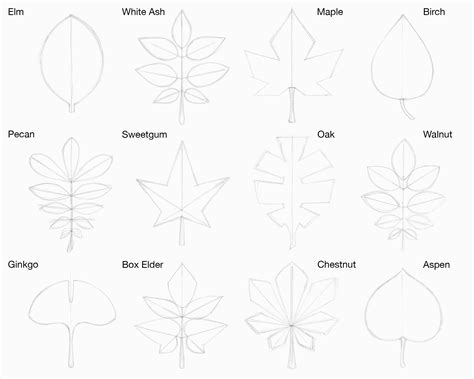 How To Draw Different Shapes Of Leaves
