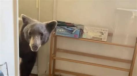 Image result for Bear Attacks Washing Machine