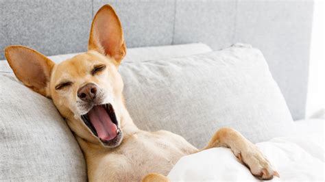 Pictures Of Dogs Yawning at Laura Livingstone-learmonth blog