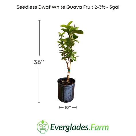 Image result for Dwarf Guava Tree