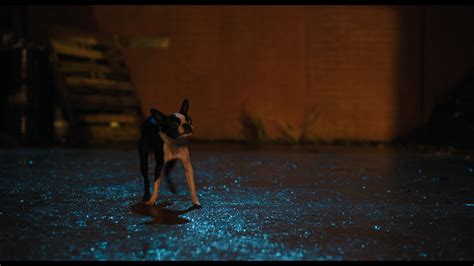 Strays (2023) Screencap | Fancaps