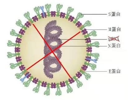 新冠病毒疫苗的免疫机制与安全性-山东大学校医院（卫生与健康服务中心）