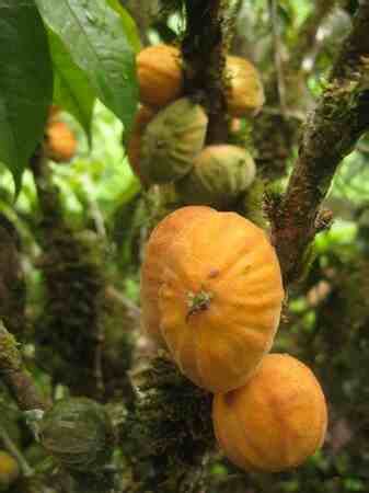 Dwarf Mulchi Fruit Plant (Plinia salticola) – veliyathgardens