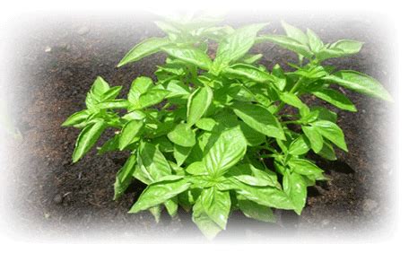 Vegetable Market GIF 的图像结果