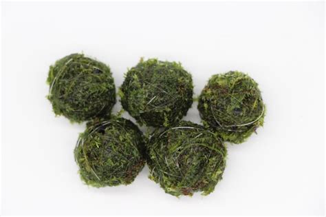 Image result for Java Moss Ball
