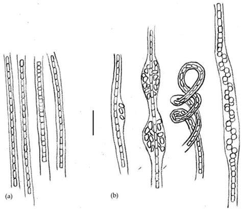 Nodosilinea hunanesis sp. nov. (Prochlorotrichaceae, Synechococcales ...
