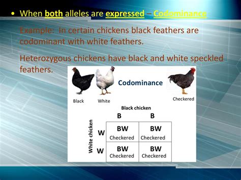 Image result for Example of Codominance