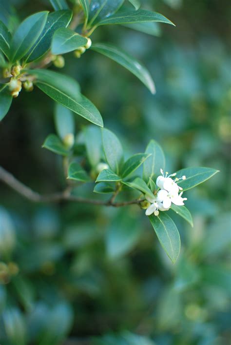 Osmanthus: Planting for Frangrance -- From Lewis Ginter Botanical Garden