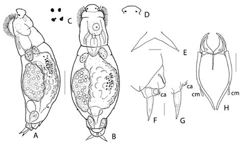 Thalassic Rotifers from the United States: Descriptions of Two New ...
