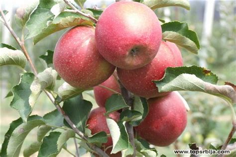 Organska poljoprivreda, još jedna šansa…