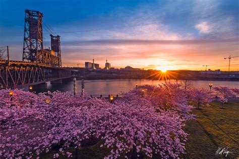 Lighting up the Cherry Blossoms (2015) | Portland, Oregon