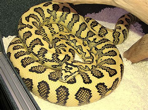 Diamond Python vs Carpet Python 的图像结果