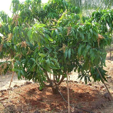 GREEN LINE Mango Plant Grafted Height 2-3 Feet) Hybrid Mango Plant ...