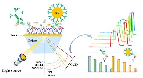 Wide-Range SPRi Sensors Based on Aptamer/sPD-L1/anti–PD-L1 Sandwich and ...