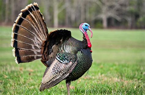 NC Turkey Season 2025 New Dates & Rules