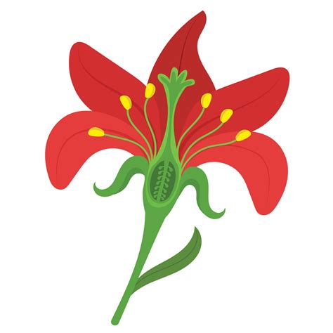Parts of a flower and their functions. 14047271 Vector Art at Vecteezy