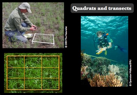 Image result for Sampling Methods in Biology