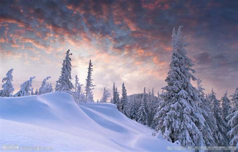 梦见雪松周公解梦，梦见雪松是什么意思？ - 大家找算命网