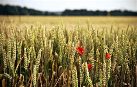 Wallpaper wheat, field, flower, flowers, red, background, widescreen ...