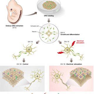 Image result for DRG Rotation Guide