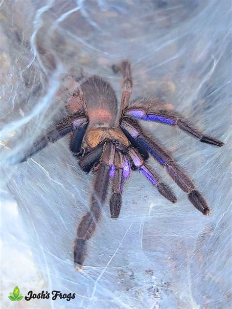 Electric Blue Earth Tiger Tarantula - Chilobrachys natanicharum | 1 ...
