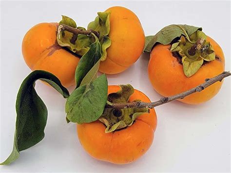 Persimmon Fruit