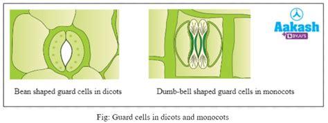 Transpiration: Definition, Types, Significance & Properties | AESL