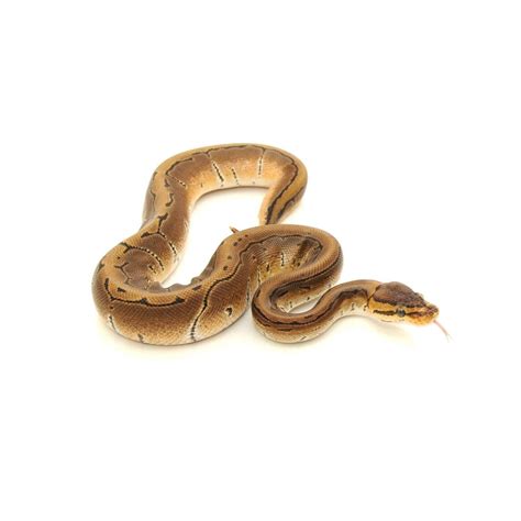 Image result for Fancy Ball Python