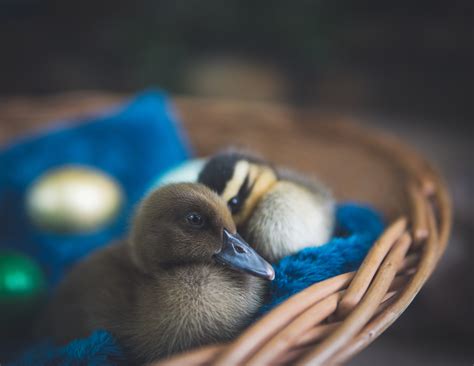 Free Images : duck, water bird, beak, wildlife, adaptation, ducks, geese and swans, waterfowl ...
