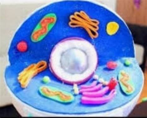 Image result for Styrofoam 3D Cell Model