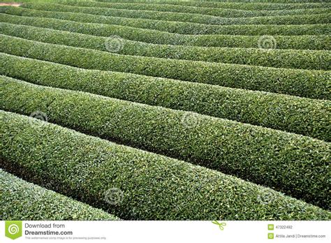 Tea Plantations Japan 的图像结果