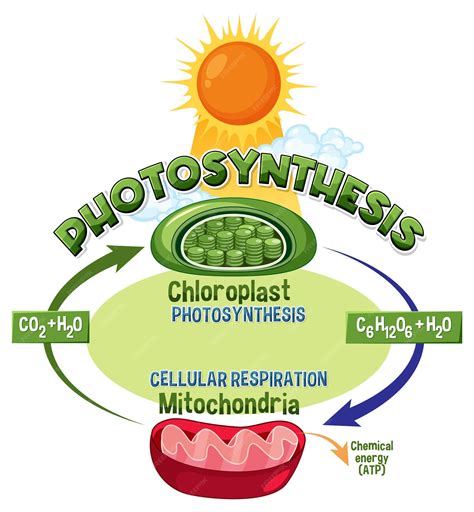 Premium Vector | Photosynthesis and cellular respiration diagram