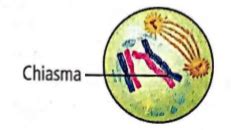 The figure given below shows a cell undergoing meiosis. Which of the ...