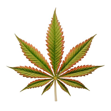 Cannabis Leaf, Leaf, Marijuana PNG Transparent Image and Clipart for ...