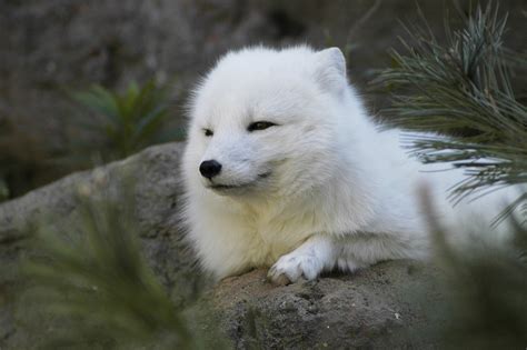 Arctic Fox Widescreen Wallpaper