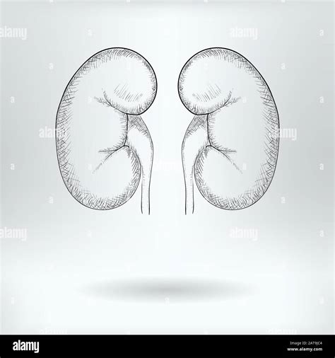 How To Draw Kidney