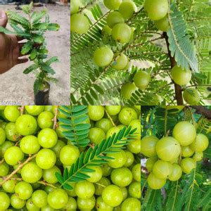 Cloud Farm Amla Plant Price in India - Buy Cloud Farm Amla Plant online ...