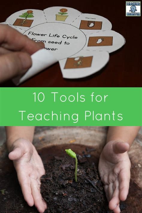 Image result for Primary Science Lessons Plant Distribution