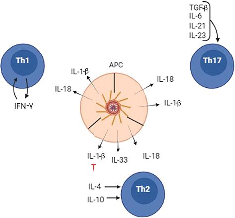 Frontiers | Inflammasome Contribution to the Activation of Th1, Th2 ...