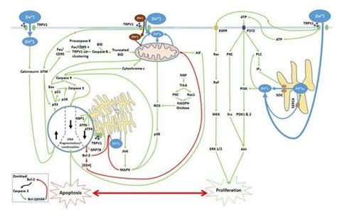Calcium Entry through TRPV1: A Potential Target for the Regulation of ...