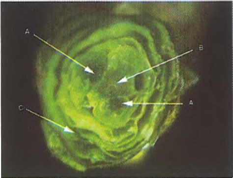 Frost Protection Guide (1998) : Cranberry : Center for Agriculture ...